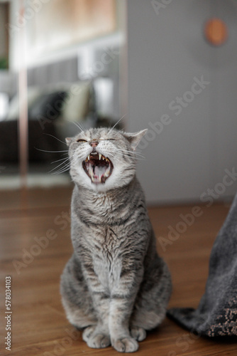 Fototapeta Naklejka Na Ścianę i Meble -  Beautiful gray cat in the interior of the house. Modern interior of the living room. Charming gray British short-haired cat yawning. 