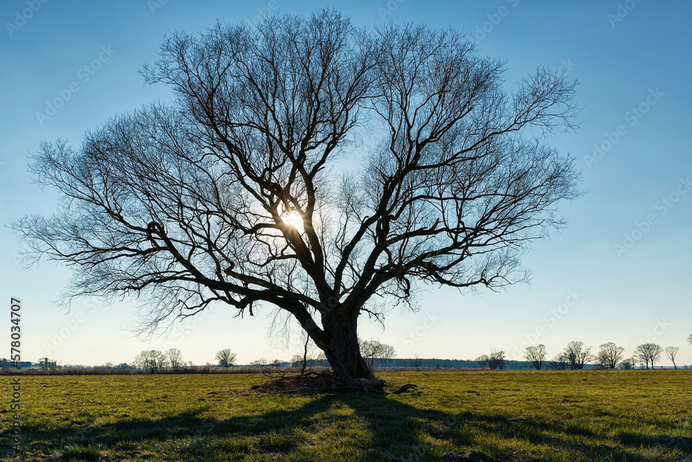 Baum im Winter