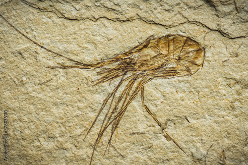 Carpopenaeus Callirostris fossil  ancient prawn 