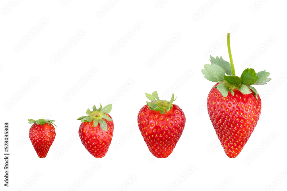 Red Strawberries with green leaf isolate on white background. Top view with clipping path. Full Depth of field. Focus stacking. PNG Red Strawberries with green leaf isolate on white background. Top view with clipping path. Full Depth of field. Focus stacking. PNG