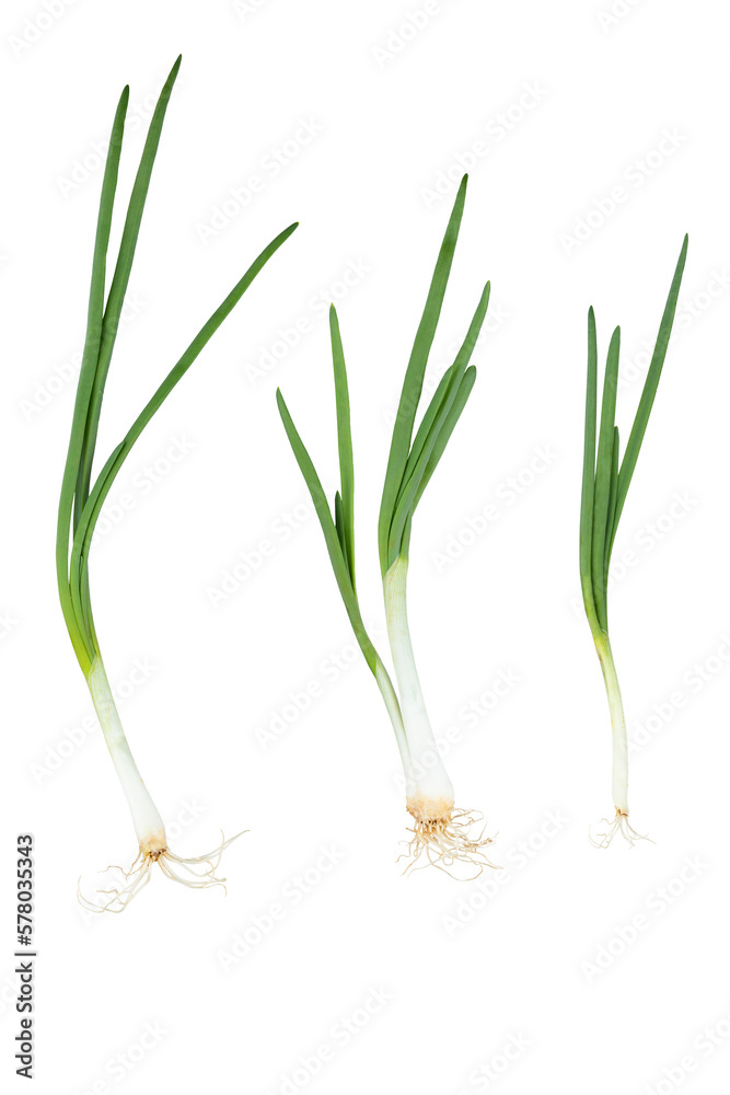 Young green onion isolated on white background with clipping path. Full Depth of field. Focus stacking. PNG Young green onion isolated on white background with clipping path. Full Depth of field. Focus stacking. PNG