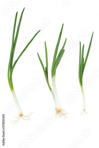 Young green onion isolated on white background with clipping path. Full Depth of field. Focus stacking. PNG