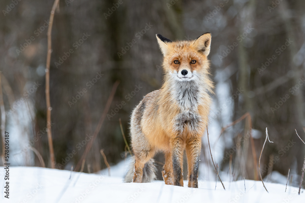 Fox in the winter forest Fox in the winter forest