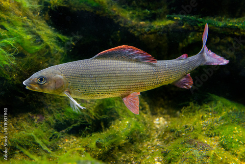 Grayling, Thymallus thymallus - freshwater fish photo