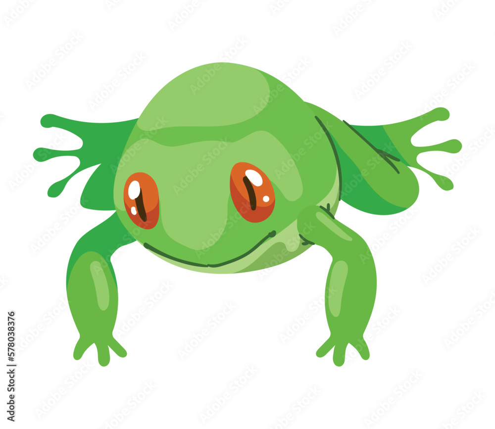 green frog amphibian green frog amphibian