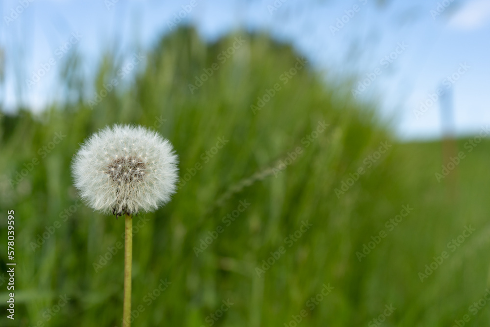 lonely dandelion on the meadow in a spring day with blue sky lonely dandelion on the meadow in a spring day with blue sky