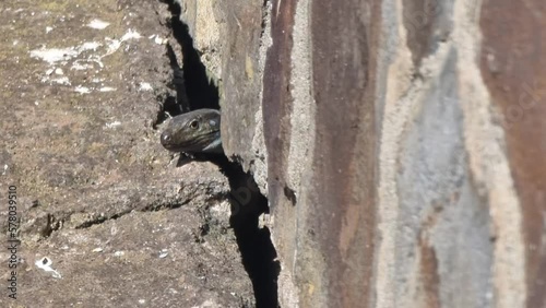 Lagarto Canario moteado al sol en Tenerife.