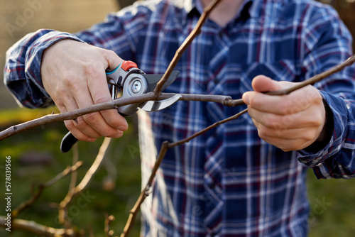A gardener prunes the branches of a fruit tree
