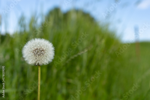 lonely dandelion on the meadow in a spring day with blue sky