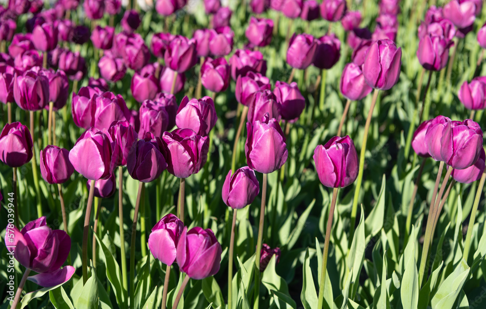 violet tulip flower in spring. tulip flower on flowerbed. tulip flower in summer. photo of tulip violet tulip flower in spring. tulip flower on flowerbed. tulip flower in summer. photo of tulip