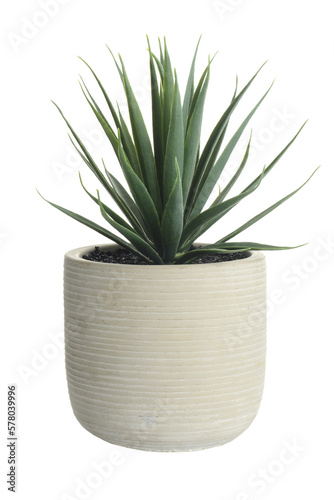 isolated artificial cactus succulent plant in clay pot on a white background