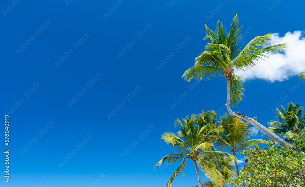 tropical palm tree on sky background with copy space. tropical palm tree at blue sky.