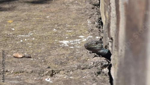 Lagarto Canario moteado al sol en Tenerife.