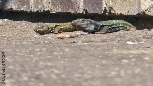 Lagarto Canario moteado al sol en Tenerife.