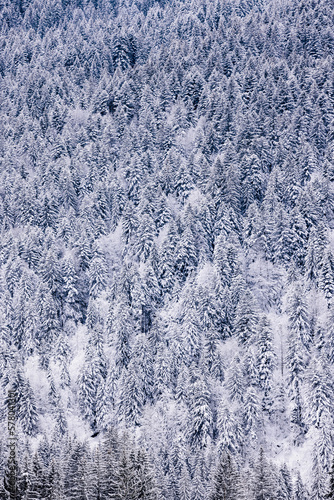 Majestic snow covered winter forest in the mountains. Dramatic winter scene. Europe. Alps ski area. Pine trees and firs. Background. Calm nature landscape.