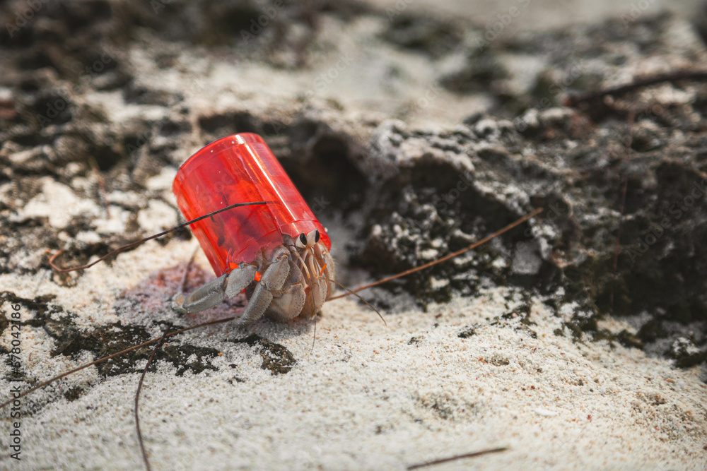 Fototapeta premium Hermit crab with a plastic shell, Zanzibar