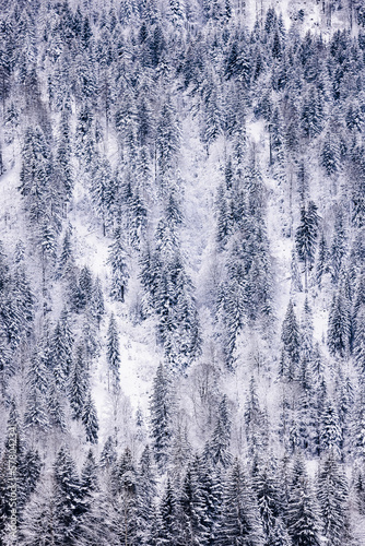 Majestic snow covered winter forest in the mountains. Dramatic winter scene. Europe. Alps ski area. Pine trees and firs. Background. Calm nature landscape.