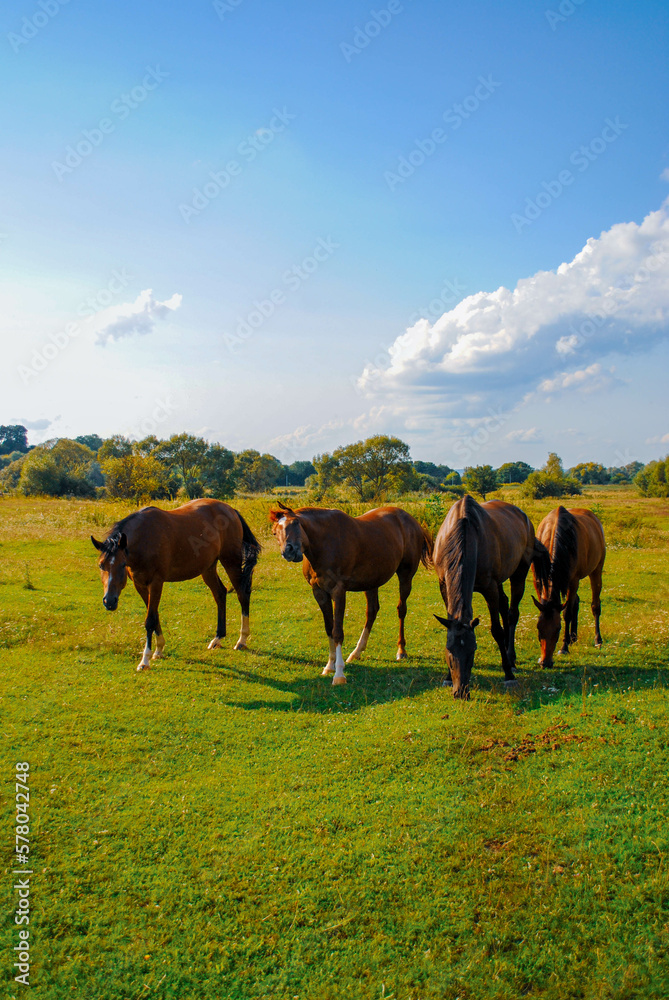 horses in the field horses in the field