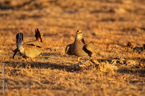 Greater prairie chicken or pinnated grouse (Tympanuchus cupido) dancing on lek; near Wray, Colorado  photo