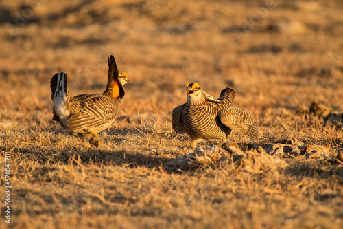 Greater prairie chicken or pinnated grouse (Tympanuchus cupido) dancing on lek; near Wray, Colorado  photo