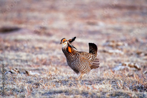 Greater prairie chicken or pinnated grouse (Tympanuchus cupido) dancing on lek; near Wray, Colorado  photo