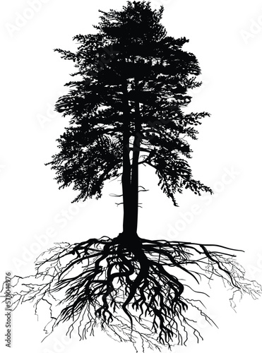 isolated black high pine with root