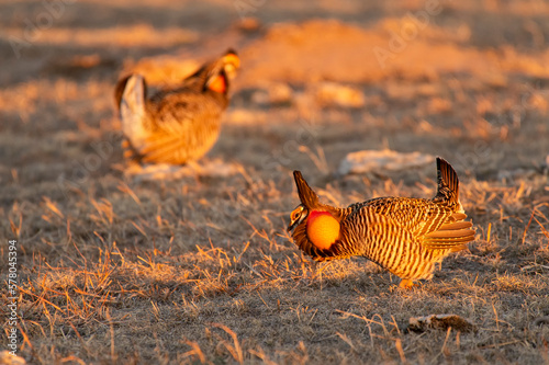 Greater prairie chicken or pinnated grouse (Tympanuchus cupido) dancing on lek; near Wray, Colorado  photo