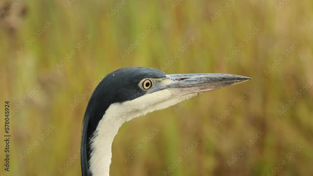 Black-headed heron looking around for some food Black-headed heron looking around for some food