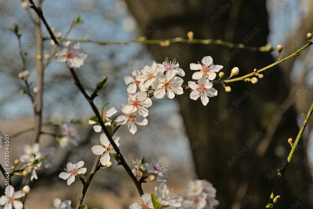 Twigs whit white prunus blossoms in early spring Twigs whit white prunus blossoms in early spring