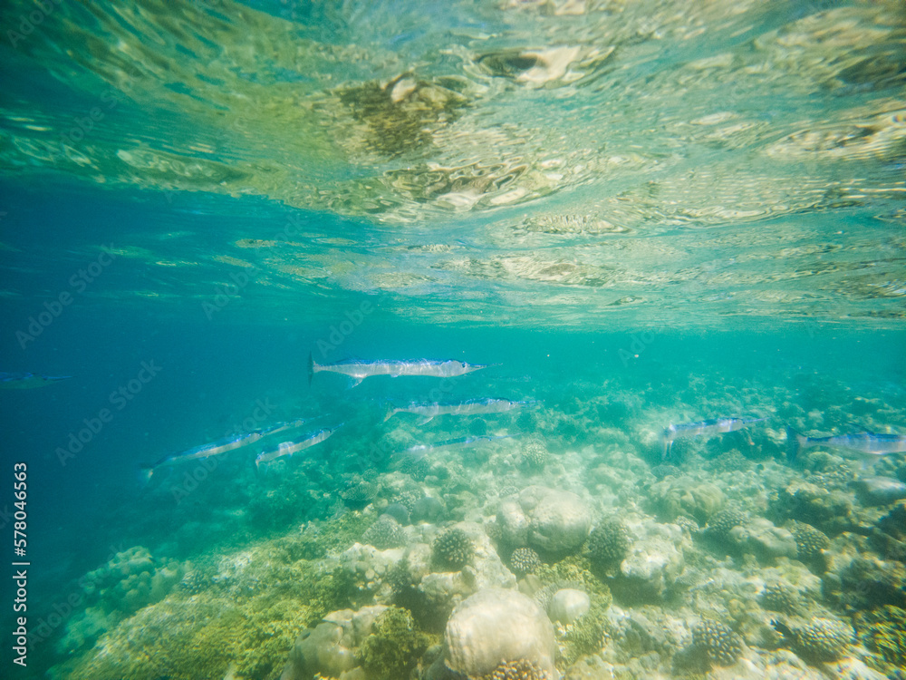 Fototapeta premium abstract underwater background of clear blue tropical sea