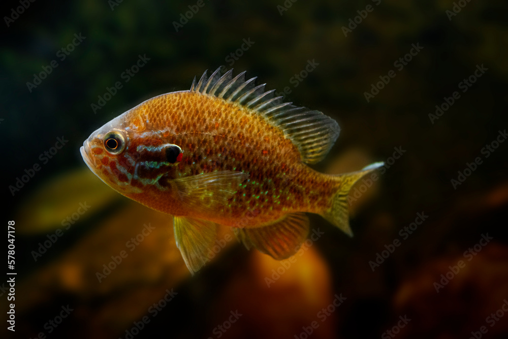 The pumpkinseed (Lepomis gibbosus)  North American Freshwater fish
