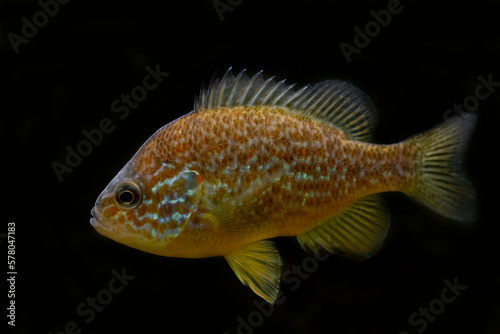 The pumpkinseed (Lepomis gibbosus)  North American Freshwater fish