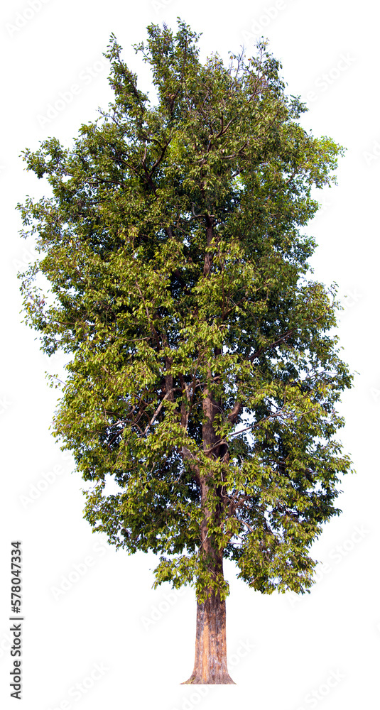 PNG tree with removed original background for easy to drag and drop in new project PNG tree with removed original background for easy to drag and drop in new project