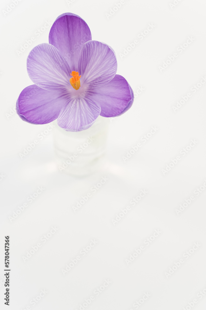 corolla di crocus sativus in fiore in un contenitore in vetro isolato su sfondo bianco corolla di crocus sativus in fiore in un contenitore in vetro isolato su sfondo bianco