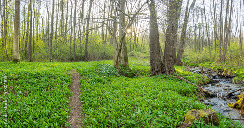 Bear garlic known as wild garlic or allium ursinum. Medicinal herb added to food as a spice