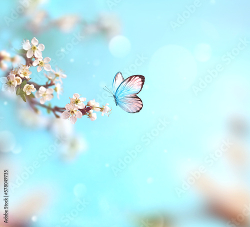 Flowering branches and petals on a blurred background and butterfly. © Belight