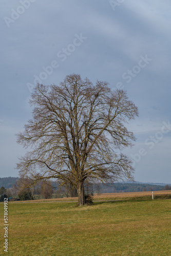 Baum im Naturschutzgebiet Stadlersee in der Schweiz