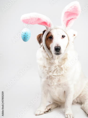 Portrait of a dog with rabbit ears and eggs. Easter