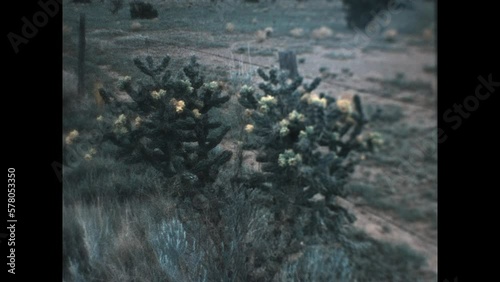 Staghorn Cholla Blossom 1980 - Staghorn cholla are in bloom in an Arizona desert in 1980. photo