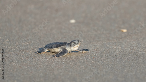 Fotografia, Obraz green sea turtle hatchling
