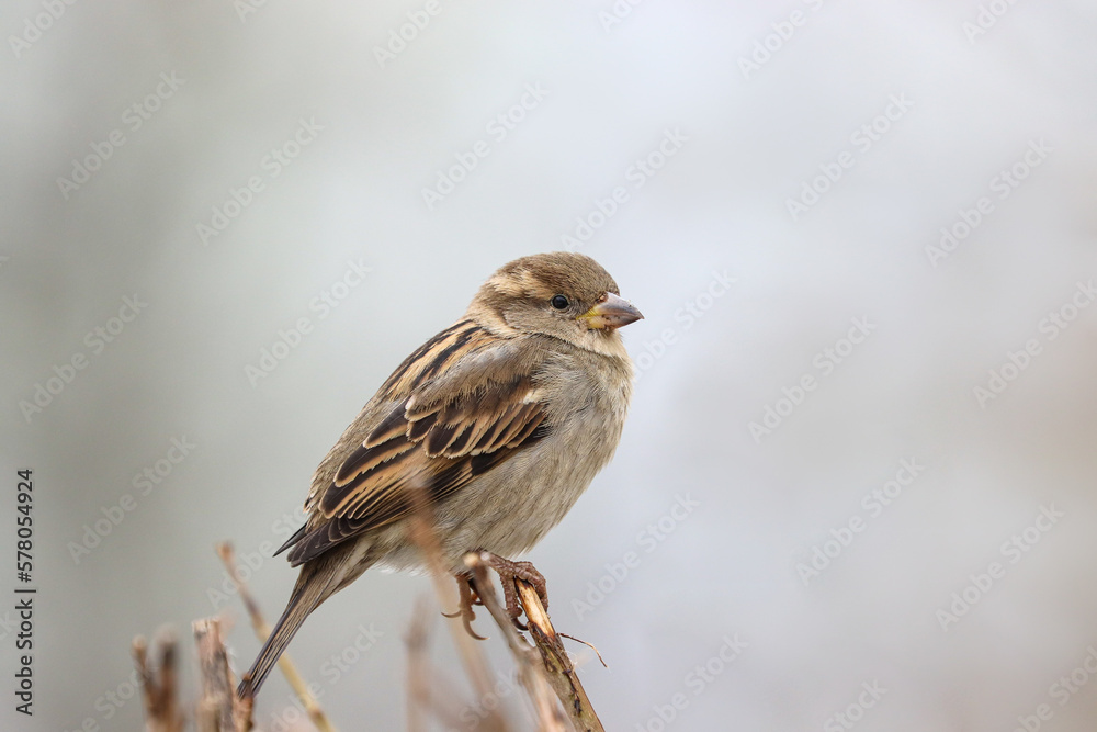 Sparrow bird perched on tree branch. House sparrow female songbird (Passer domesticus) sitting singing on brown wood branch with grey out of focus negative space background. Sparrow bird wildlife. Sparrow bird perched on tree branch. House sparrow female songbird (Passer domesticus) sitting singing on brown wood branch with grey out of focus negative space background. Sparrow bird wildlife.