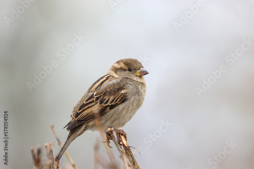Sparrow bird perched on tree branch. House sparrow female songbird (Passer domesticus) sitting singing on brown wood branch with grey out of focus negative space background. Sparrow bird wildlife.