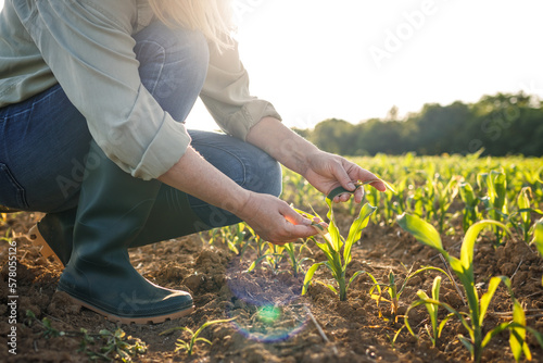 Foto Woman farmer examining corn plant seedling in field