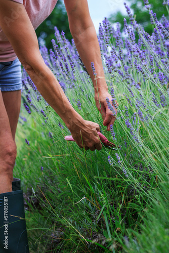 Woman cutting lavender flowers with pruning shears in her garden