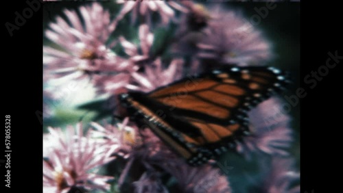 Monarch on Asters 1985 - A monarch butterfly rests on an aster flower in upstate New York, in 1985. 