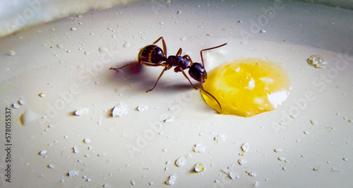 Ameise schwarz Honigtropfen photo