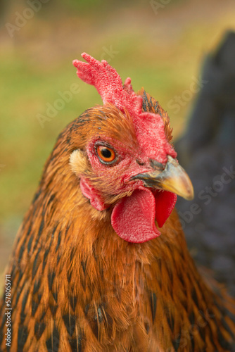 (Selective focus) Portrait of a chicken outdoors. Blurred background.