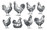 Hand drawn Chicken set. Hen and rooster sketch. Poultry farm, animals collection. Generative AI, vector illustration