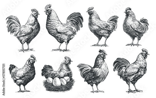 Hand drawn Chicken set. Hen and rooster sketch. Poultry farm, animals collection. Generative AI, vector illustration