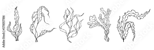 Set of line sketches of various seaweeds.Vector graphics.